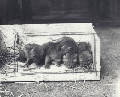 Jackal Pups in a Box by Frederick William Bond